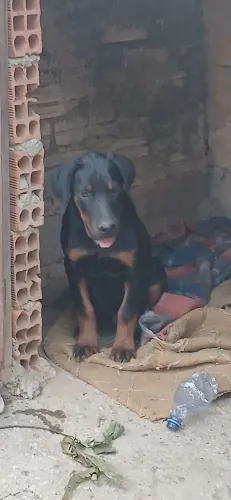 Vende-se filhote de 4 meses de cachorro raça misturada (rottweiler com doberman)