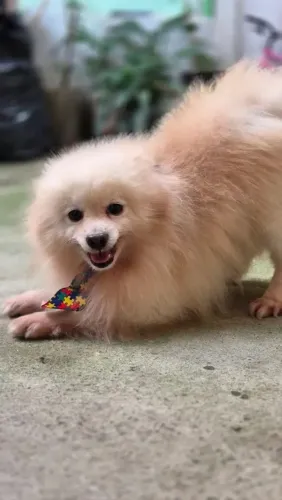 Spitz alemão Doguinho disponível para quem procura um novo companheiro