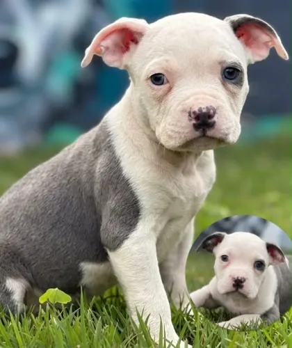 filhote american bully macho 