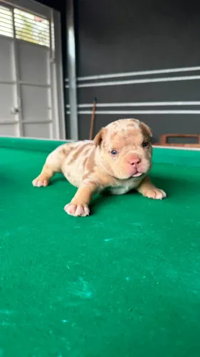 American Bully