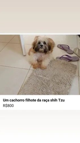 Cachorro