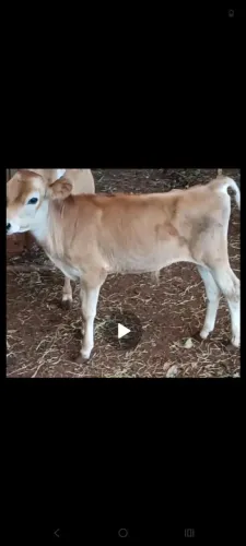 Vendo bezerro novo