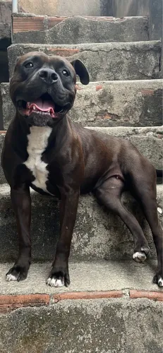 Vendo American Bully fêmea