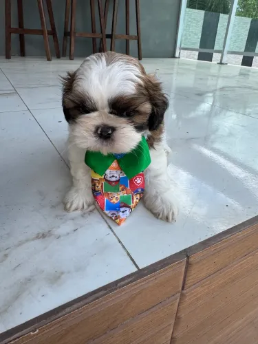 Lindo shih tzu