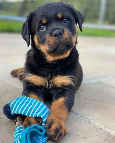 Rottweiler - Parece Pelúcia, Mas É Amor De Verdade 