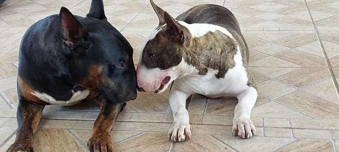 Filhote de Bull Terrier inglês 