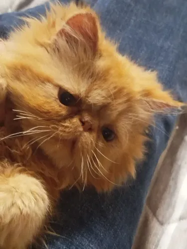 Filhote de gato persa fêmea
