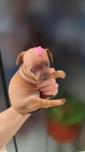 Filhote de pinscher n°1