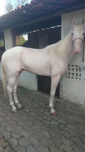 Cavalo