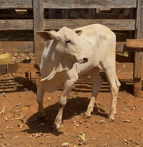 Novilhota Tabapuã Extra (Anápolis)