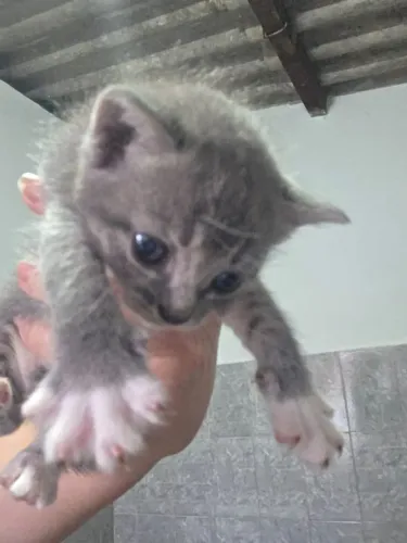 Gatos disponível