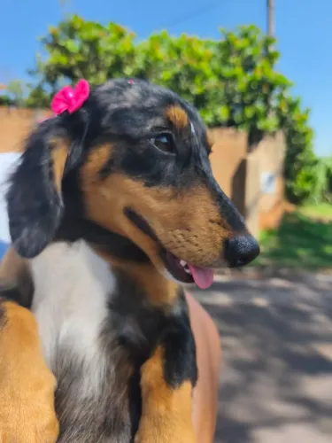 Procuro macho adulto pelo longo de Dachshund salsicha para cruzar 