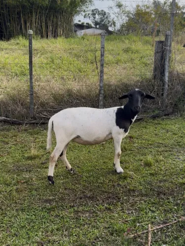 Borrega santa Inês