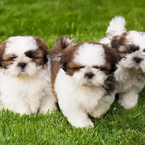 Filhotes de Shih Tzu | Energia que contagia.