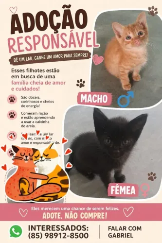 Adoção Responsável de gatinhos 