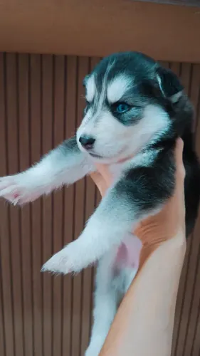 Ninhada de Husky Siberiano 