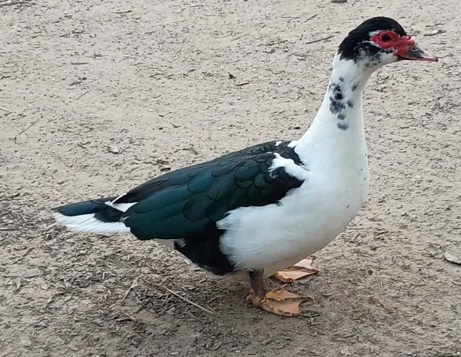 Casal de patos, pato, pata, terno