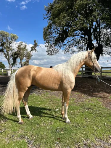 Baio lindo. Registrado. Abccrm.