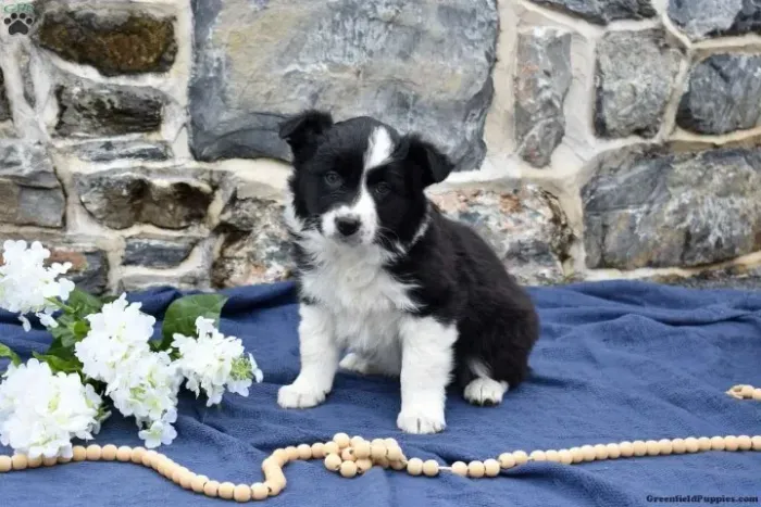 Border Collie - Últimos Filhotes Hoje | WhatsApp