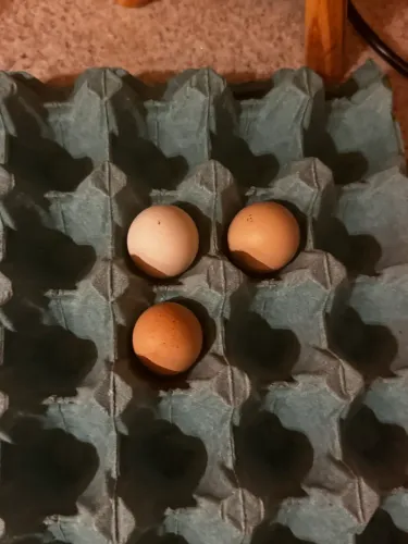 Ovos de Serama