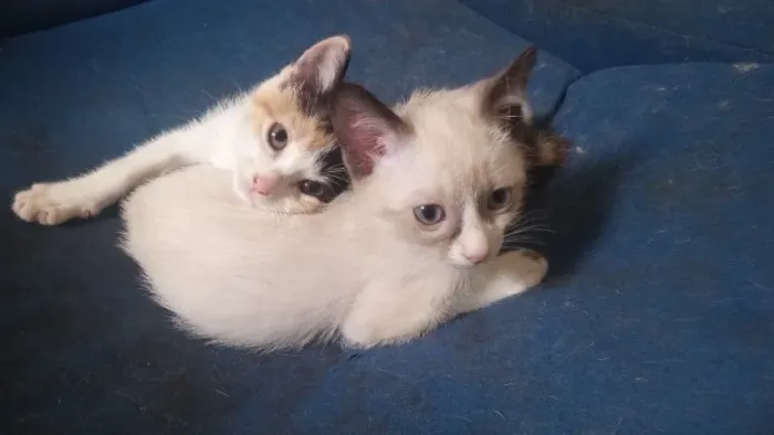 Filhotes para Adoção (gatos)