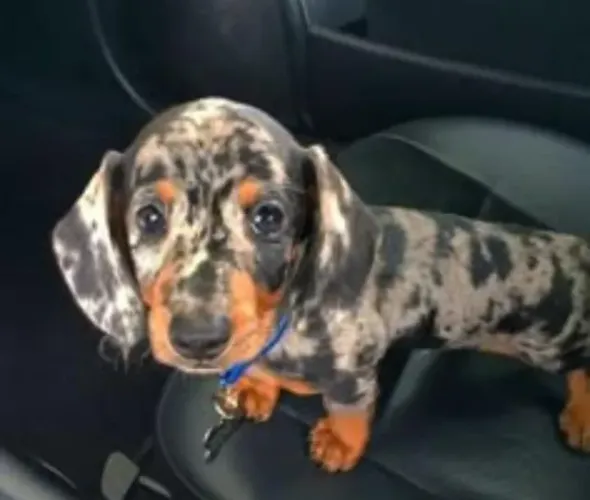 Basset Dachshund Alerquim Bem Raros.