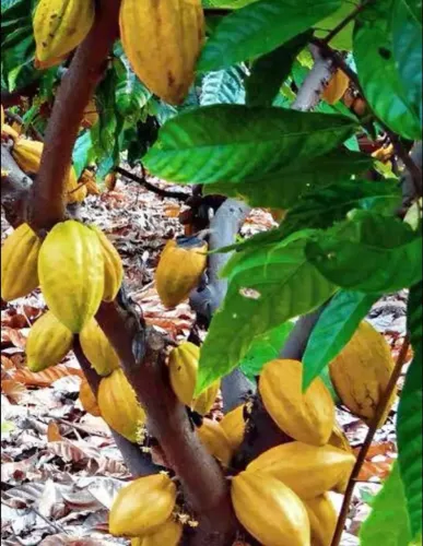 CACAU mudas 