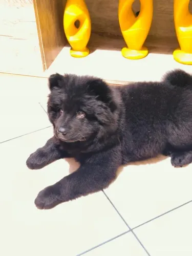 Vendo cachorro Chow-Chow