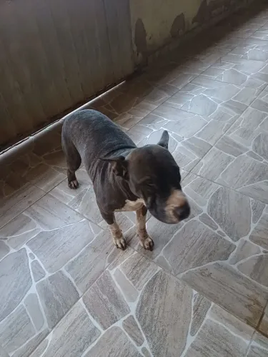 Cadela da raça pitbull 2 anos nunca cruzou 