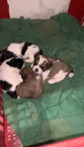 Filhotes de shih tzu