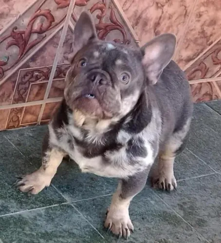 Buldogue francês macho