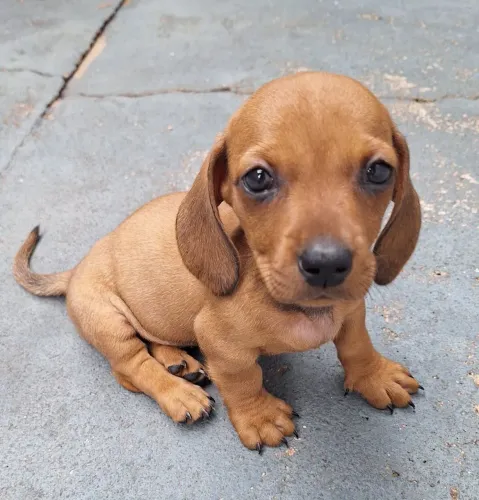 Basset macho a pronta entrega 
