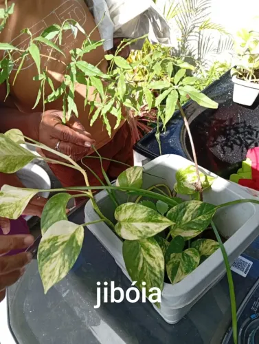 Plantas naturais jibóia 