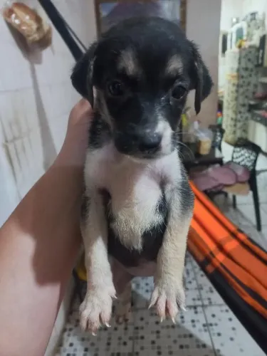 Doação de filhotes de cachorro