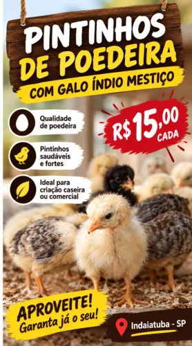 Pintinhos de Poedeira com Galo Índio Mestiço