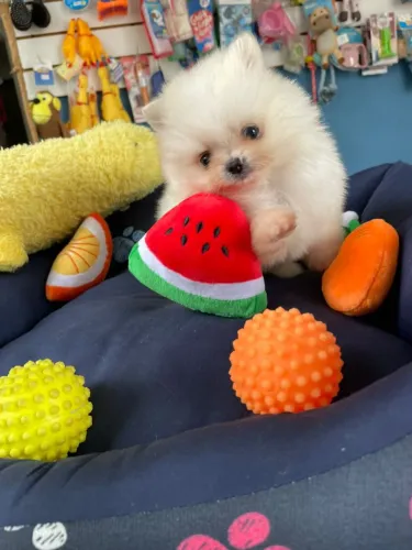 Luizinho Spitz alemão machinho