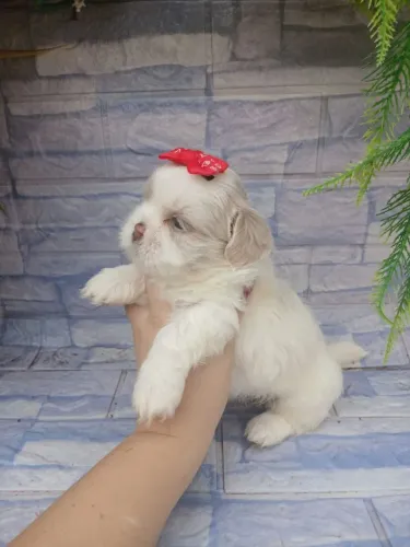 Shitzu fêmea mini branca alto padrão de beleza