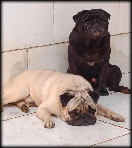 PUG DISPONÍVEL pra CRUZA Cobertura Leia a DESCRIÇÃO