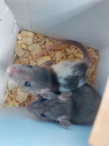 Ratas Twisters Femeas - 1 mês