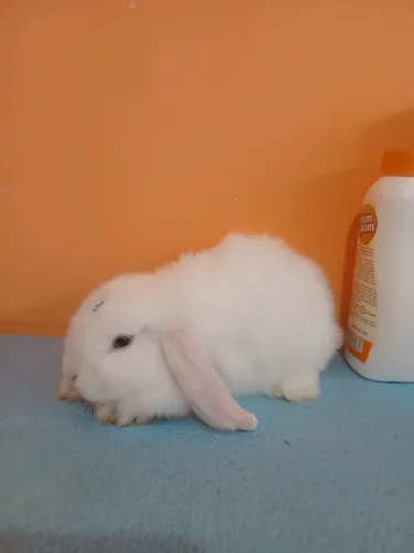 Mini lop uruguaiano