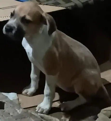 ADOÇÃO CACHORRO