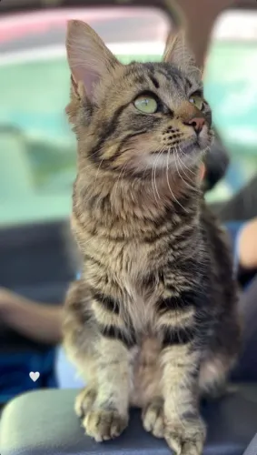 Gata para adoção