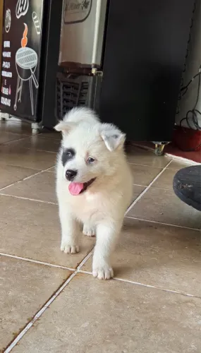 Filhotes Mestiços de Chow Chow com Boiadeiro Australiano