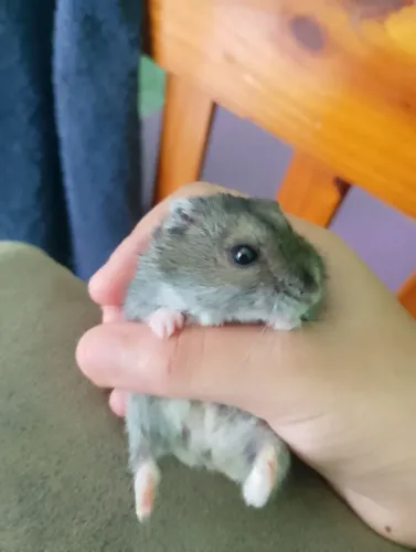 Hamsters anão russo ?