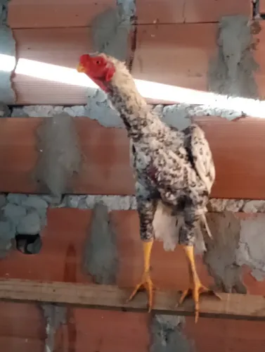  Índio bico curto 