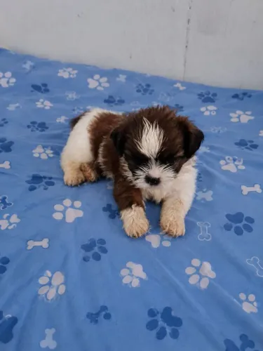 SHITZU ORIGINAL MACHO FILHOTE 100%PURO DE PAI E MÃE SHITZU ( APROVEITE PRA QUEM VOCÊ AMA