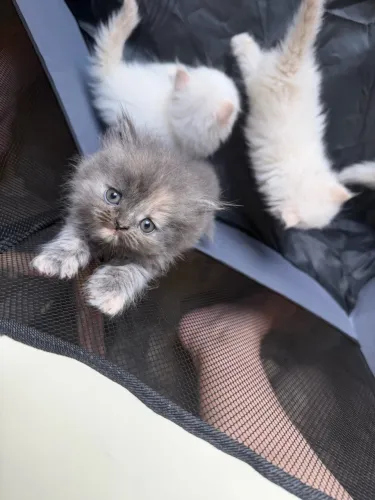 Gato persa disponível