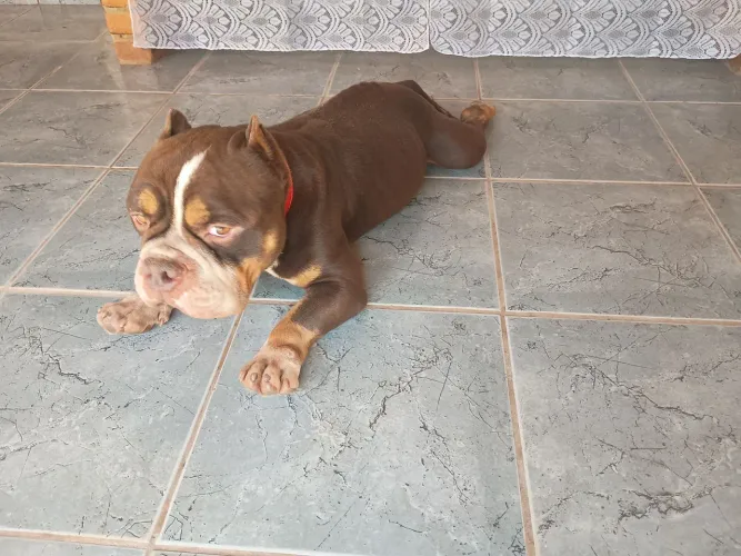 American Bully 
