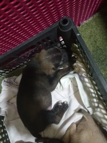 Cachorro Pincher com salsicha 