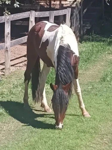 Lindo potro mangalarga marchador,pampa de pinhão